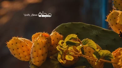 فاكهة الصبار